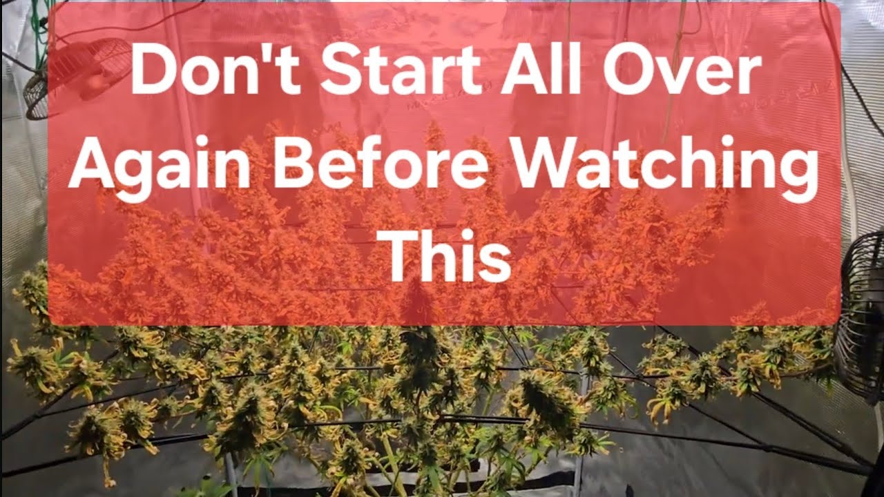 Nutrient Lockout Cannabis Plant. Exodus cheese. Don't throw your plants away just yet.