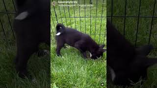 Borsky Basenji "Just Diggin" 😂