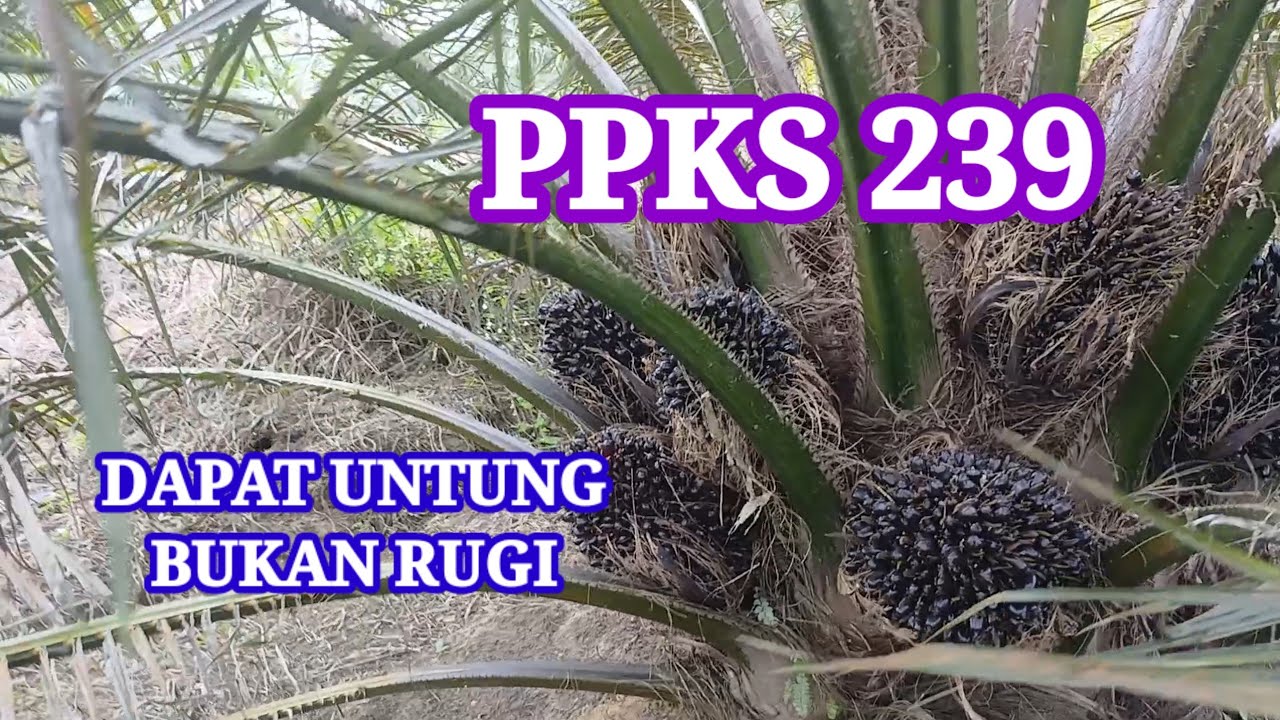 Ppks 239 lagi bagusnya dan beruntung#yangambi​ #cara​ #ppks239​ #varietas​ npk​ #yangambi​