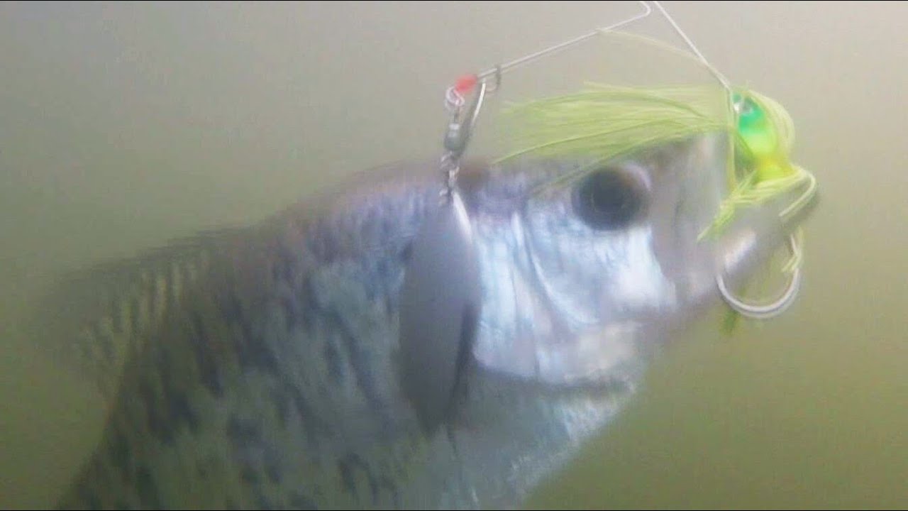 crappie spinnerbaits
