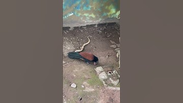 Cảnh rắn hổ mang lột xác gặp chim bìm bịp #snake #nest #venomouscreatures #animals