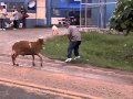 BODE ATERRORIZA PESSOAS NA RUA ... - kkkkkkkkkkkk