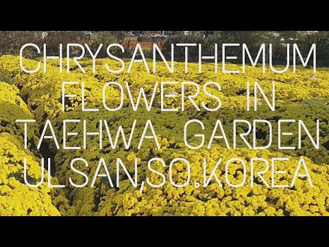 Video: Chrysanthemum Koreanska