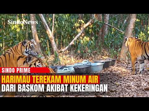 MIRIS! Kekeringan Parah, Harimau Terekam Minum Air dari Baskom | Sindo Prime | 31/106