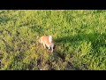 クン活が忙しい柴犬