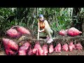 Digging underground wild tuber goes to market sell  cooking wild tuber  tiu vn daily life