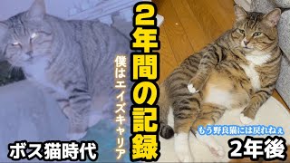 【野良猫から家猫へ】年目の記録強め女子にボコられまくる最弱な家猫になりました