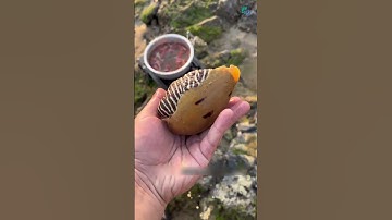 Nay có con ốc giác bự quá| Review bắt hải sản #shorts #sanbathaisan