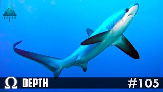 SCARY THRESHER & BULL SHARK COMBO! | Depth Divers vs Sharks #105 Multiplayer Shark Rounds! screenshot 5