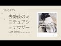 去勢後の落ち込みが激しいミニチュアシュナウザー　#shorts