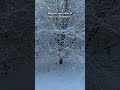 Snow in Denmark after 11 years / Magical snow view / Aarhus snowfall / Is this snow real