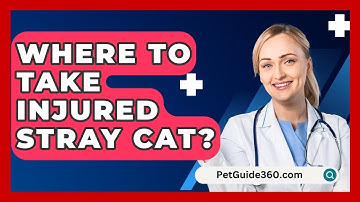 Where To Take Injured Stray Cat? - PetGuide360.com