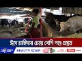 কোরবানির ঈদকে সামনে রেখে প্রাকৃতিক উপায়ে পশু মোটাতাজাকরণ | Shirajgonj  Cow market | Jamuna TV