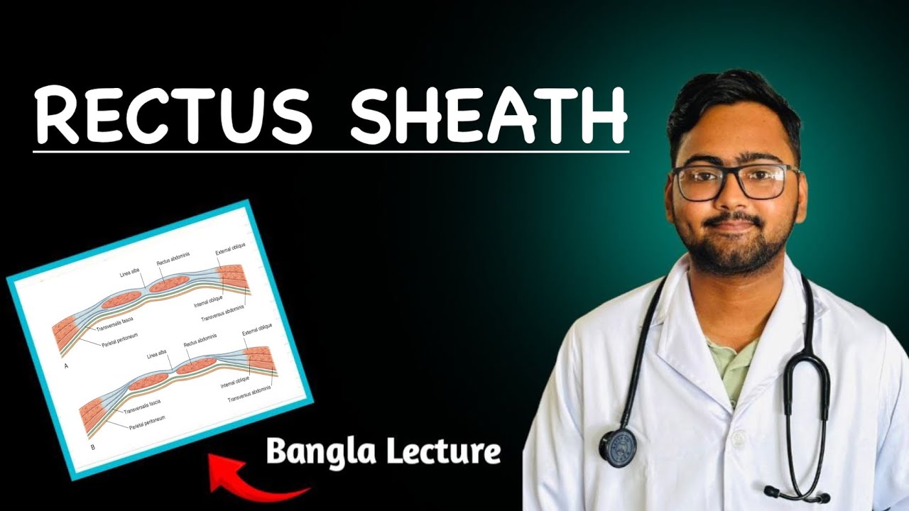 Rectus Sheath | Abdomen Anatomy | Bangla Lecture 