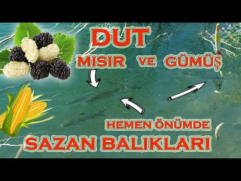 Video: Bişmiş Gümüş Sazan