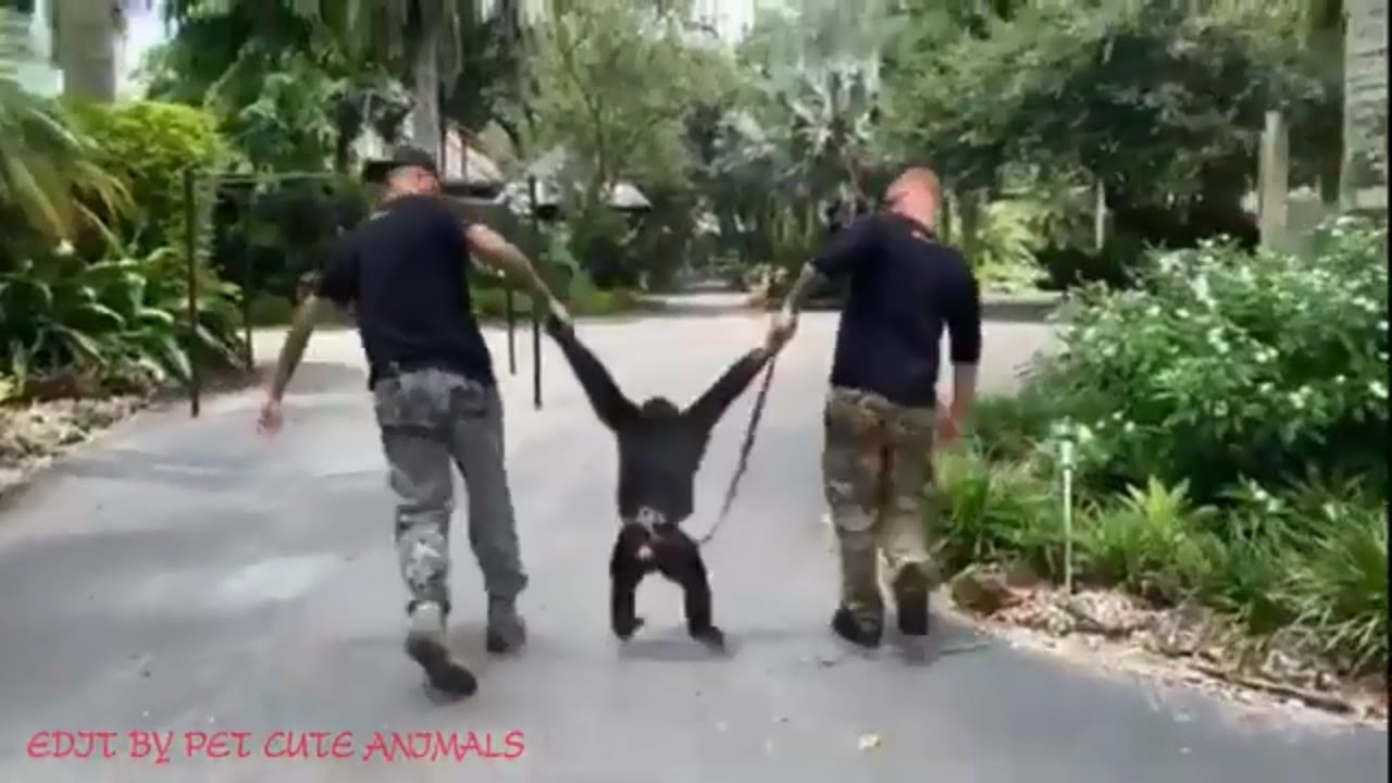 Limbani chimpanzee is doing what he thinks is HAPPY!