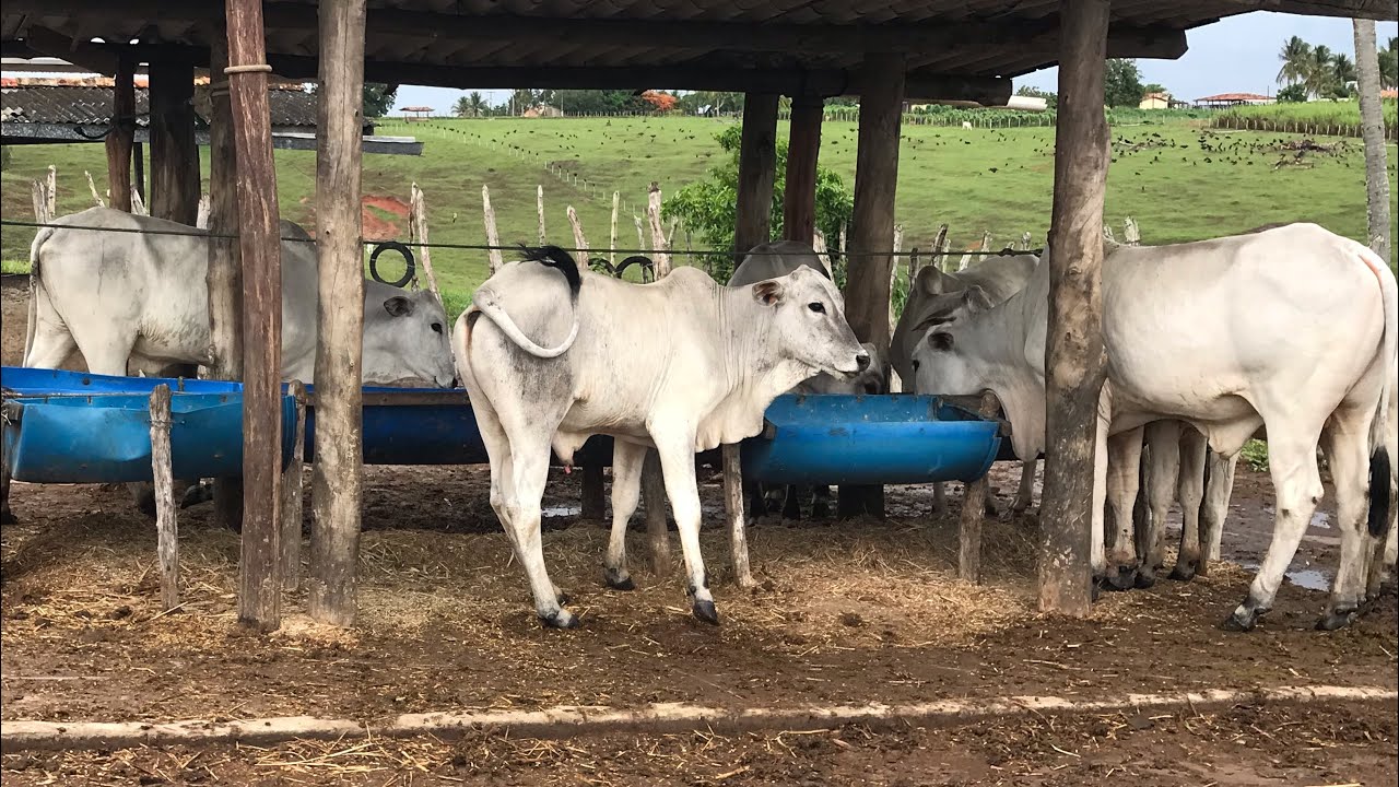 #COMO FAZER UMA #RECRIA BARATA E #LUCRATIVA