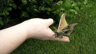 Releasing a male Polyphemus Moth ( Owl Eyed)