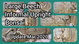 Large beech Informal Upright Bonsai Update Mar 2020