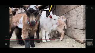 24 Curious goat kids!