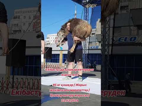 Екібастұзда қошқар көтеруден жарыс өтті 95 кг қошқар/ Қошқар көтеру жарысы /22.03.2024.