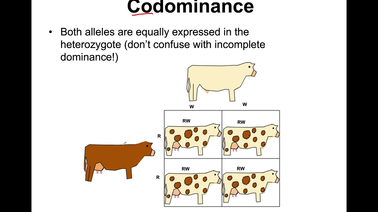 Exceptions To Mendelian Genetics YouTube exceptions-to-mendelian-genetics-youtube