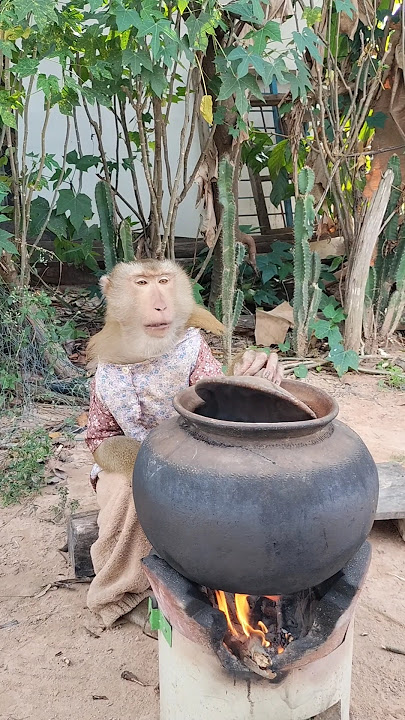 Amazing SokYaa,OG, ToTo Animals Are So Awesome #shorts