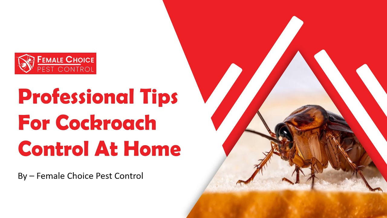 Professional Tips For Cockroach Control At Home | Female Choice Pest Control | Cockroach Control Tip