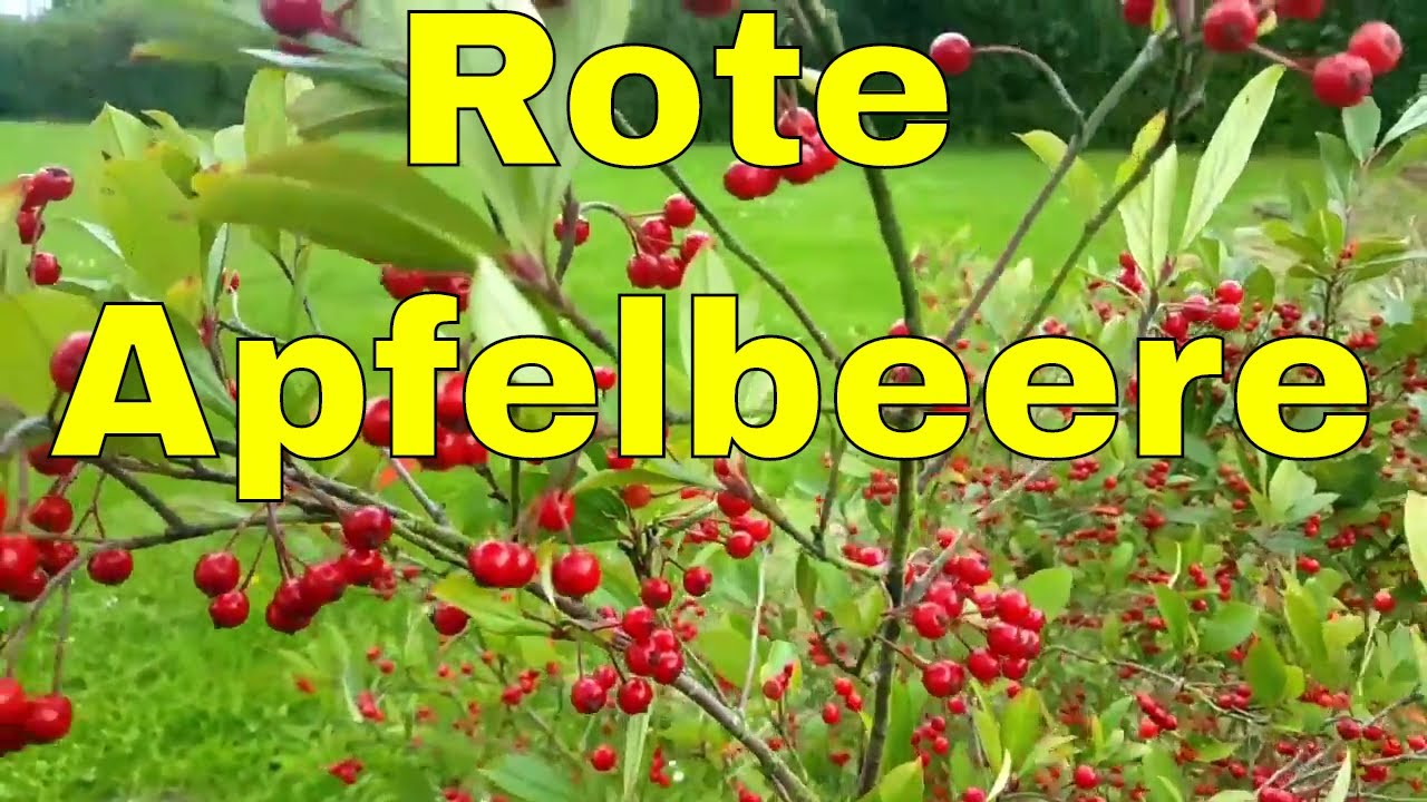 Rote Apfelbeeren - rote Filzbeeren - rote Aroniabeeren