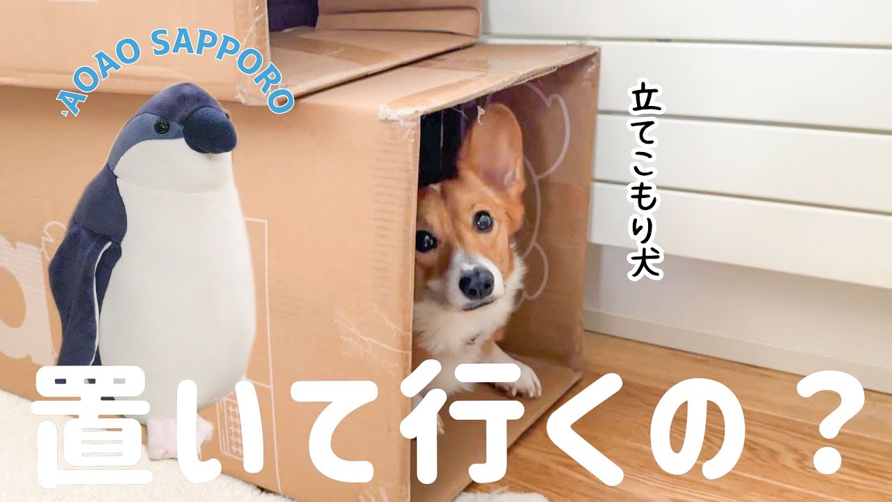 Winter break for second graders living with a Corgi [AOAO SAPPORO