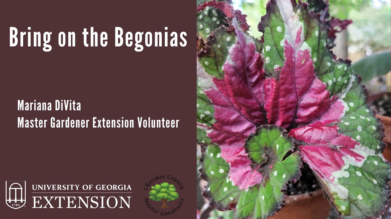 Bring On The Begonias - YouTube