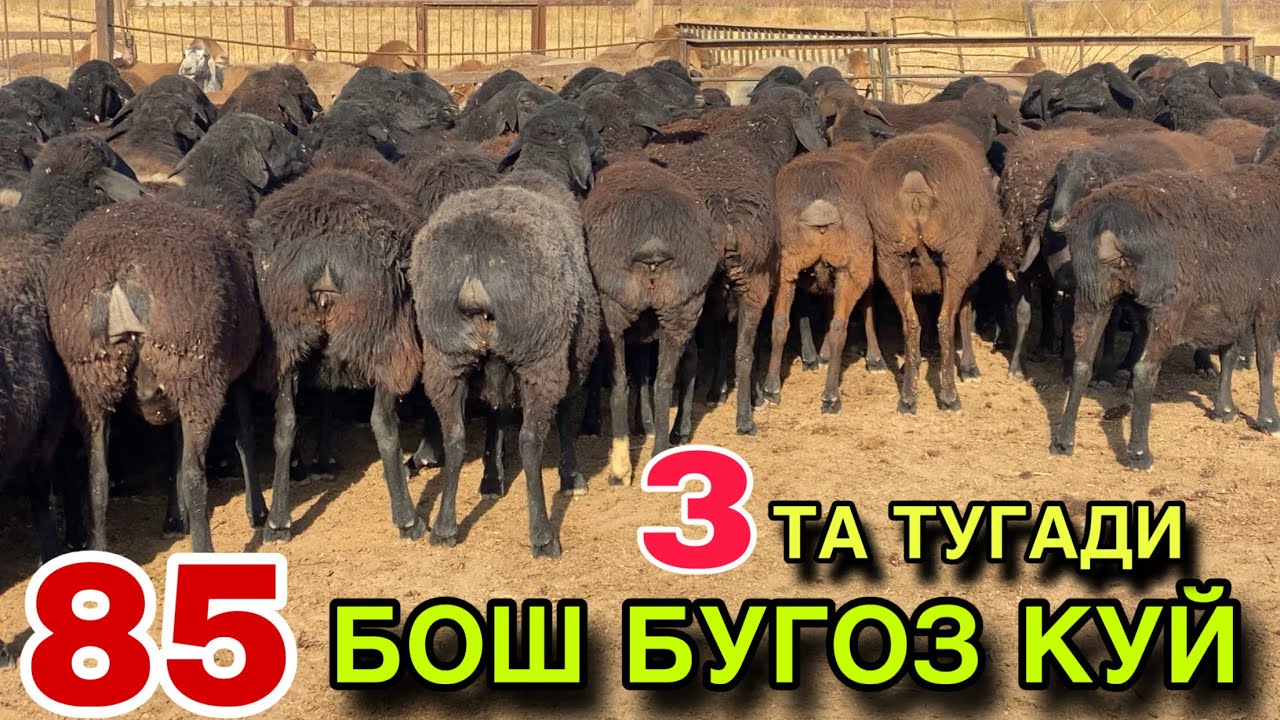 Арзончи Акадан Сотилади! ☎️+998 99 226 9699 ☎️+998 97 501 9699