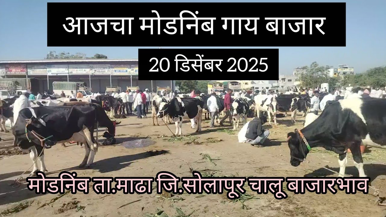 आजचा मोडनिंब गाय बाजार || modnimb cow Market solapur Maharashtra ||
