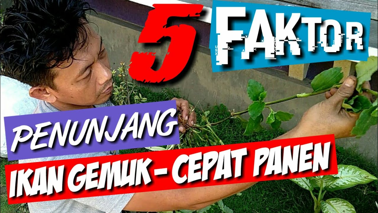 Cara budidaya ikan gurame-pakan alami ikan gurame agar cepat besar