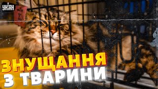 Два тижні у клітці! Перевезення кішки за кордон обернулось справжнім жахом. Що каже перевізник