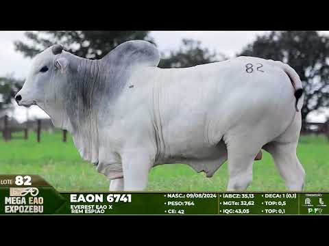 LOTE 82