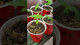 Good Morning Ladies - One Month Update Of Seedlings Plus Third Week in Flower