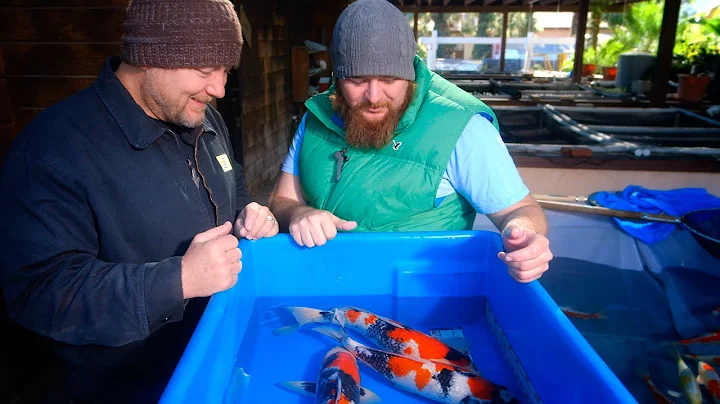 How To Select Beautiful Gin Rin Showa Koi - 1/2