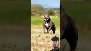 pitbull dog 🐕🐕 vs kangal dog 🐶🐕#viral #shortvideo #youtubeshorts