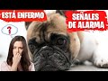 🛑Como puedo SABER si mi PERRO esta SANO 2021⏭Como puedo saber si un PERRO está ENFERMO ✅EPISODIO 4