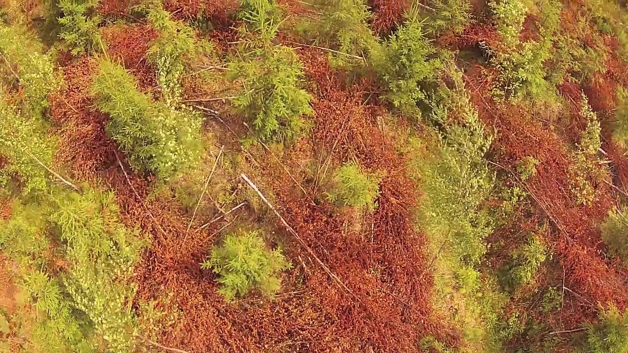 Havaintometsa Paimio