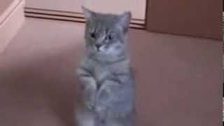 CAT CONDUCTS  THE ORCHESTRA