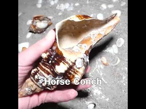 Best Shelling Day Ever