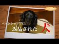 ペットショップに返品された犬…ダックスフントの運命