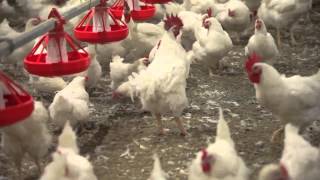 Precision Broiler Breeder Feeding System