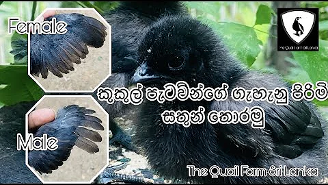 කුකුළන්ගේ ගැහැනු පිරිමි බාවය තොරමු -How to identify male to female chicken