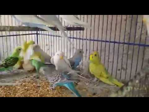 Australian Parrots 03459442750 Farming Pakistan -