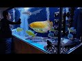 7 unbelievable monster cichlid tank  best monster fish in big aquarium