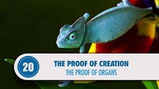 Video: Biology & Human Organs prove God - Quran Miracle