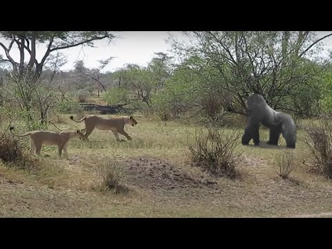 RAJA SEBENARNYA !!! Kawanan Singa Nekat Menyerang Gorilla, Siapa Pemenangnya?